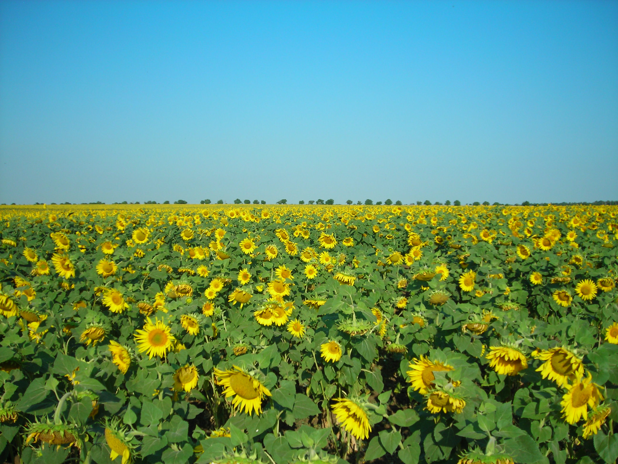  - :  373.  2592x1944, 820524 