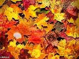 ���� - ������������ ������� :: Wallpapers - computer 38 ��������� 16-05-2007