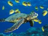 ���� - �������� :: Wallpapers - animals 17 ��������� 12-03-2008