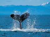 ���� - �������� :: Wallpapers - animals 18 ��������� 12-03-2008