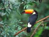 ���� - �������� :: Wallpapers - animals 20 ��������� 12-03-2008